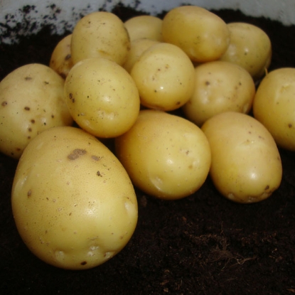 Picture of Potatoes Vivaldi - 8 X 2kg